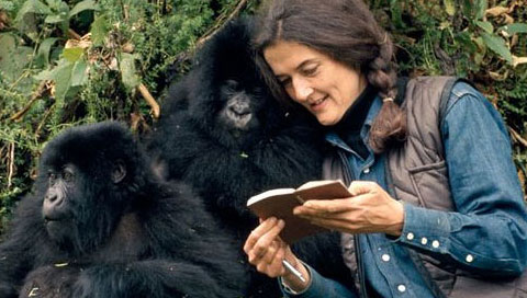Dian Fossey Kimdir?
