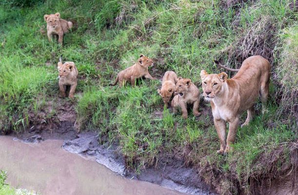 Anne aslan, yavrularına Kenya'da Masai Mara düzlüklerinde yaban dünyasında hayatta kalmayı öğretmek için tüm beceri ve sabrını kullanıyor