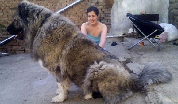 “Kafkas Dağ Köpeği" yeryüzünün en eski köpek ırklarından biridir.