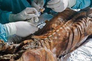 Iceman Ötzi