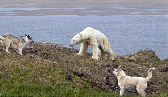 Sibirya'nın kuzeybatısındaki Yamal Yarımadası'ndaki meteoroloji merkezini koruyan bekçi köpekleri, merkezin bahçesine girmeye çalışan kutup ayılarını zorlu bir mücadele sonucunda alt etmeyi başardı.