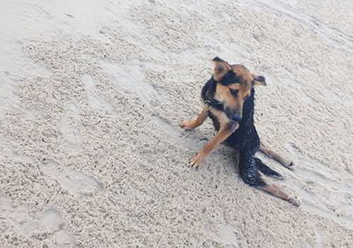 Kanada’da yaşayan Meagan Penman, Tayland’da gezdiği sırada kumsalda bir köpek gördü. Köpeğin arka bacaklarının tutmadığını ve bacaklarını ardından sürüklediğini fark eden Penman, ona yardım etmeye karar verdi.