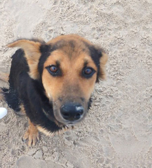 Penman, Leo adını verdiği köpeğe önce Tayland’da yardımcı olmaya çalıştı. Onu kabul edecek bir ev bulamayınca ise, Leo’yu yanına alıp Kanada’ya geri döndü. Leo’nun yürekleri ısıtan hikayesini yourcaring.com’da paylaşan Penman, hikayeyi şöyle anlatıyor…