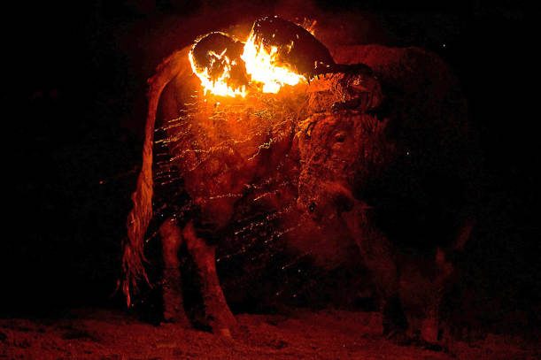 İspanya’nın Medinaceli kentinde her yıl düzenlenen "Toro Jubilo" festivali bu sene de hayvanseverlerin yoğun protestolarına sebep oldu.