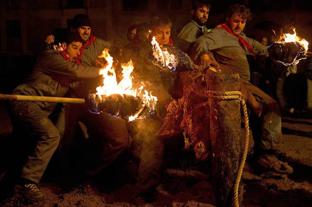 Festivalde canlı canlı yakılan boğalar yaklaşık 1000 kadar İspanyol tarafından izlendi.
