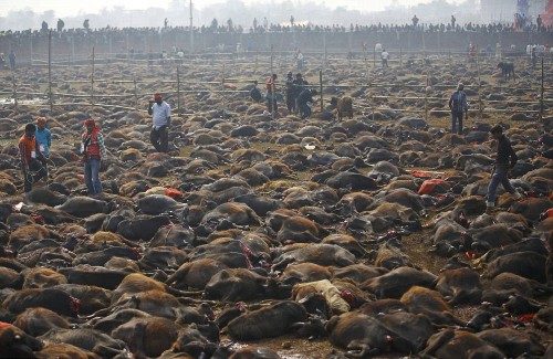 Nepal'de yaklaşık 300 bin hayvanın topluca kurban edildiği, Gadhimai festivali sona erdi.