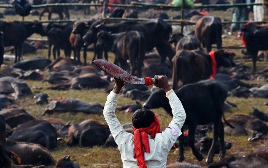 500 bini aşkın Hint ve Nepalli Hindu’nun toplandığı Bara bölgesinde bulunan Gadhimai tapınak kan gölüne döndü.