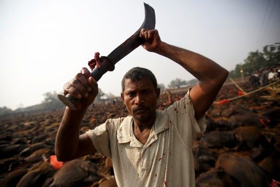 Hayvan hakları eylemcileri ve dini gruplar, geçen haftalarda Katmandu’da ve Gadhimai tapınağı yakınındaki kentlerde festival nedeniyle protesto gösterileri düzenlemiş, ancak Hindu yetkililer, ülkenin çok eski bir geleneği olduğu gerekçesiyle hayvanların kurban edilmesine engel olmayacaklarını belirtmişti.