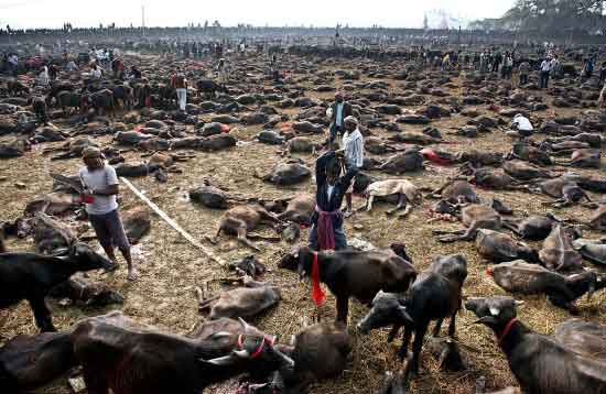 Tapınakta iki gün içinde 5 binden fazla bufalo ve bunun dışında keçi, koyun, tavuk, fare, domuz ve güvercin Hindu tanrıçası Gadhimai onuruna kurban edildi.
