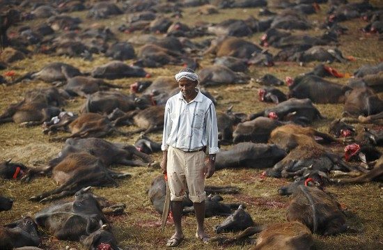 Her 5 yılda bir gerçekleştirilen festivalde, hayvanlar Güç Tanrıçaso Gadhimai uğruna kurban ediliyor.