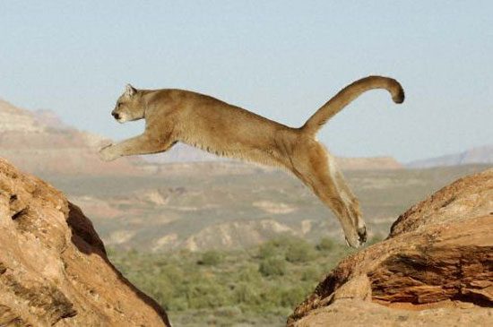 Şampiyon hayvan:Puma olarak da bilinen dağ aslanı 6 m yükseğe atlayabilir. Bir impalanın atlayabileceği yükseklik ise 3.6 m