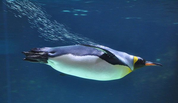 Şampiyon hayvan:Hem suda hem de karada yaşayabilen çoğu hayvanın inanılmaz dalgıçlık yeteneği vardır. Kral penguenler 500 m dalıp su altında 30 dakika geçirebilirler. Fok balığı ise 1525 m’ye kadar dalıp, su altında iki saat geçirebilirler.