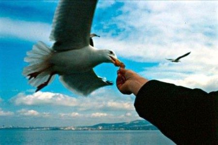 Martılar doğada etçillerdir. Onlara simit yemeyi öğreten Türklerdir.