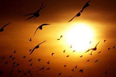 Bulunduğunuz yerde kuşlar uçuş yüksekliğini azalttıysa şiddetli soğuk veya fırtına yakın demektir.