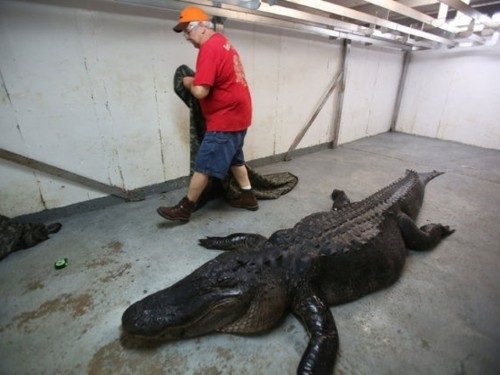Amerika'nın Alabama eyaletinde 5 kişilik bir aile devasa bir timsahı vurarak öldürdü..