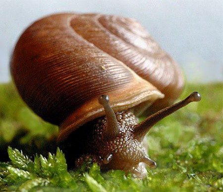 Salyangozlar ayaklarıyla nefes alıyor…