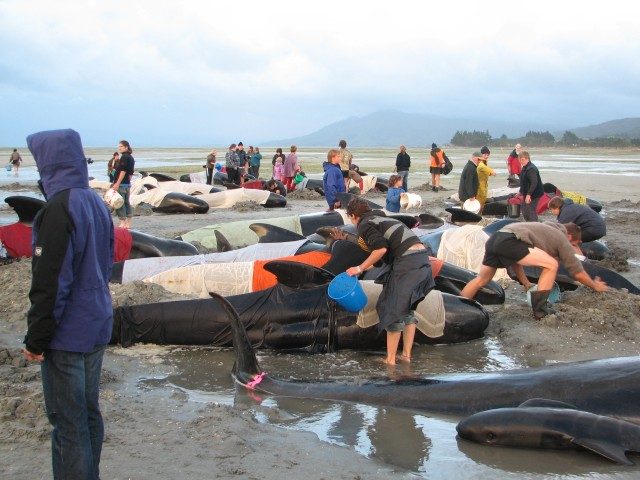 Whales_on_beach_Farewell_Split_South_Island_New_Zealand.jpg