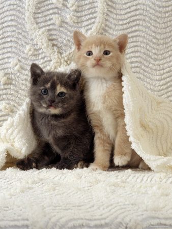 Bir kişi gerdeğe girmeden önce yanlışlıkla kediye basarsa başarısız olur. Köpeğin vakitsiz gece havlaması, horozun vakitsiz ötmesi, öküzün gece böğürmesi kötü şeylere işarettir. Köpek havaya doğru bakarak havlarsa kan dökülecek demektir. Tavuğun horoz gibi ötmesi uğursuzluktur, öten tavuk kesilir. Kediyi Hz. Ali sıvazladığı için hiçbir zaman sırtüstü düşmez.