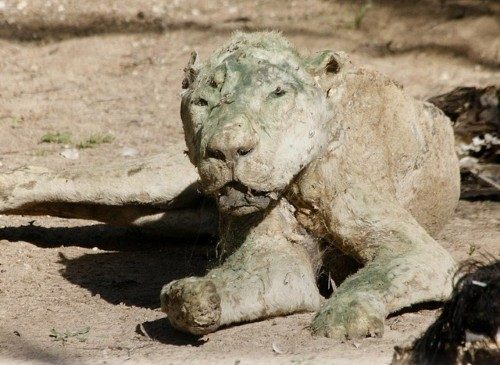 Gazze'de bulunan Han Yunus hayvanat bahçesindeki dram görenleri şaşkına çevirdi.