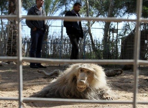 Savaş sırasında hayvanların yanına gidemeyen yetkililer bir nevi onları ölüme terk etti.