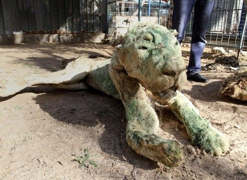 Bir deri bir kemik kalmış aslanlar ve etrafında vızıldayan sinekler neredeyse her yeri kaplamış durumda.