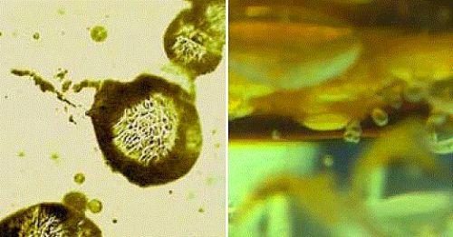 Dünya üzerindeki ilk canlılık örneklerine günümüzden 3.5 milyar yıl öncesine ait tabakalarda, Avusturalya'da rastlanmaktadır. Bu o kadar uzun bir süredir ki, o dönemde atmosferde oksijen bile bulunmamaktadır.