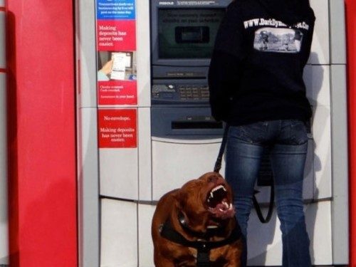 ABD'de bir çiftlikte yaşayan Hulk isimli köpek, 79 kilogram ağırlığıyla dünyanın en büyük pitbulu olmaya aday.