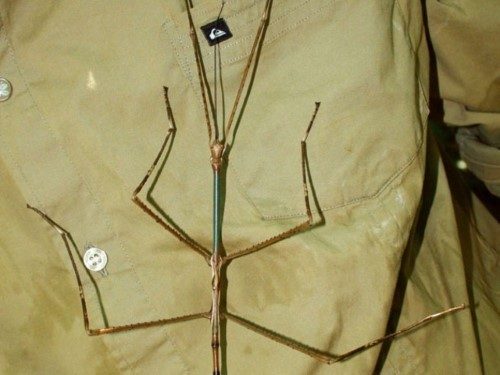 31.7 cm'lik boyu ile canlı olarak görülen dünyanın en büyük ikinci böceği.