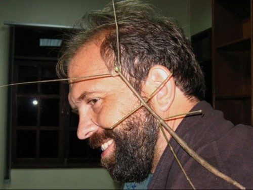 Neredeyse bir insan kolu uzunluğundaki sadece gövdesi 35,7 cm gelen böceğin bacakları dalı andırıyor.