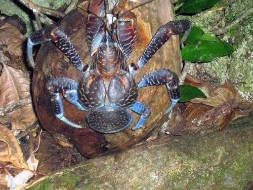 Bu dev yengeç pagurus yengeç ailesinden gelen bir tür. Antropoid (insansı) özelliklere sahip yaşayan en büyük yengeç olan bu tür suda uzun süre yaşayamıyor.