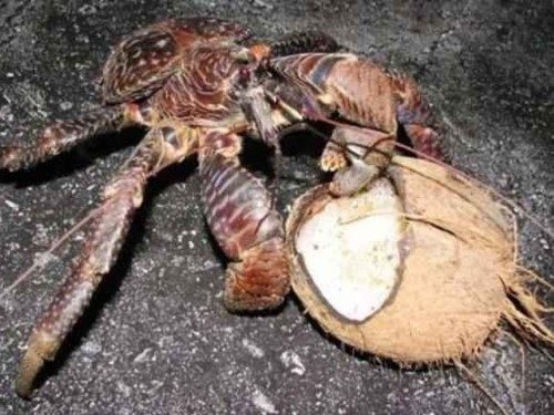 Dev yengeçler 4 kilo ağırlığını geçiyor.