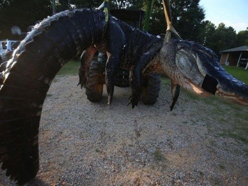 Sıra dışı çünkü, ailenin av sonunda yakaladıkları timsahın uzunluğunun 4 buçuk metreyi geçiyordu.