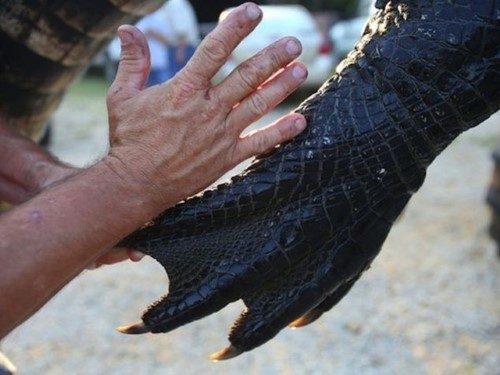 Ailenin, Alabama’daki en büyük timsahını yakalamış olabileceği öne sürülüyor.