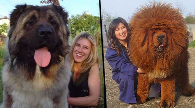 Dünyadaki en güzel köpek hangi cins aittir Dünyadaki en güzel köpek hangi cins aittir