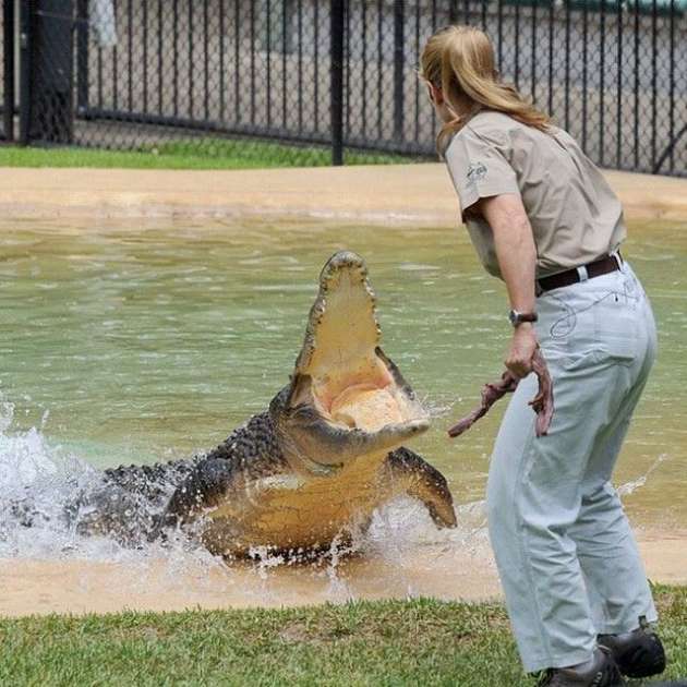 Steve Irwin'in kızı Bindi de babasının yolunda gidiyor.