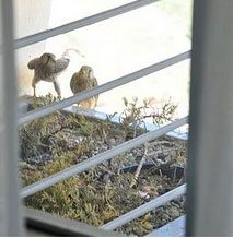 Palandöken kayak merkezindeki bir otelin Kral dairesi balkonuna yuva yapan şahinler rahatsız olmasın diye daireyi kapatan otel görevlileri.