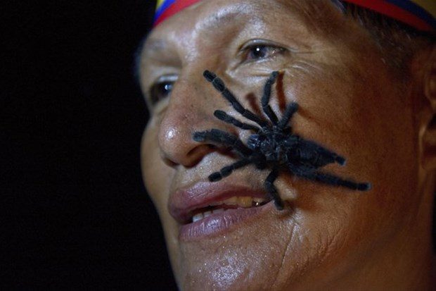 Ekvador´dan Gabriel Guallo. Deliliğin vücut bulmuş hali. Vücudunda 250 tarantula taşıma rekoru.