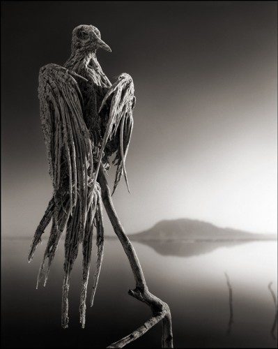 Nick Brandt da bu sıra dışı manzaradan faydalanarak muhteşem fotoğraflar çekti.