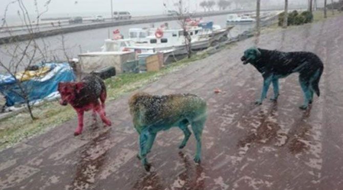 Köpeklere boyalı işkence!