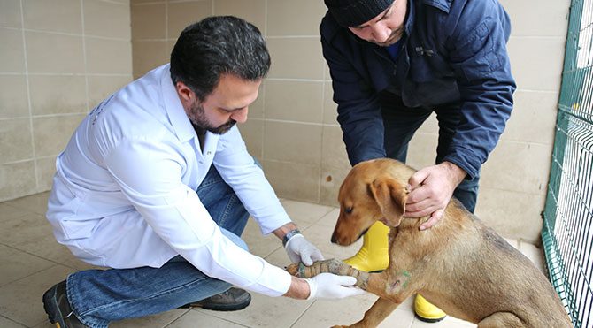 Sokak hayvanları modern sistemle ısıtılıyor