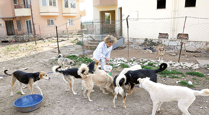 40 köpeği için villa kiraladı