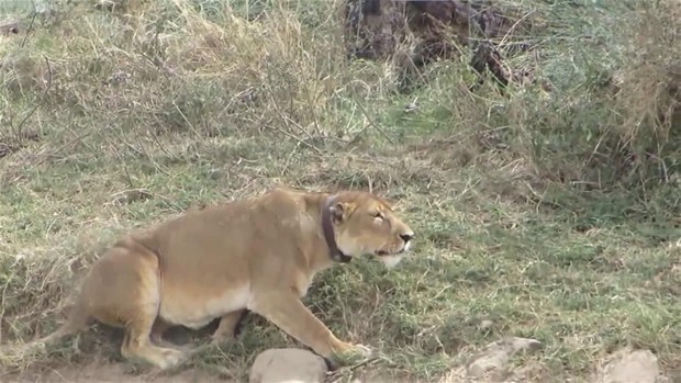 Zebra sürüsünün arasına dalan aslan, yakaladığı avıyla uzun süre savaştıktan sonra beklenmedik bir olay gerçekleşti.