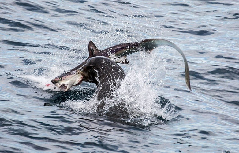 Fotoğrafçı Slater Moore Newport Beach sahilinde rastlanmadık bir görüntü yakalamayı başardı. Bir deniz aslanı yakaladığı köpekbalığını yakalayıp, yedi...