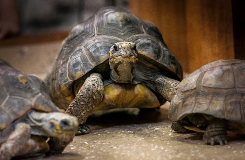 Onu terk edenlere inat onu çok seven geniş ailesiyle doğum gününü kutlayacak. Sea Life Akvaryum, Leonardo'yu terk edenlere inat ona harika bir doğum günü yaşatacak. Leonardo'nun en sevdiği yemlerden hazırlanmış bir menü, yeni kaplumbağa arkadaşlar ve yepyeni oyuncaklarla Leonardo harika bir gün geçirecek.