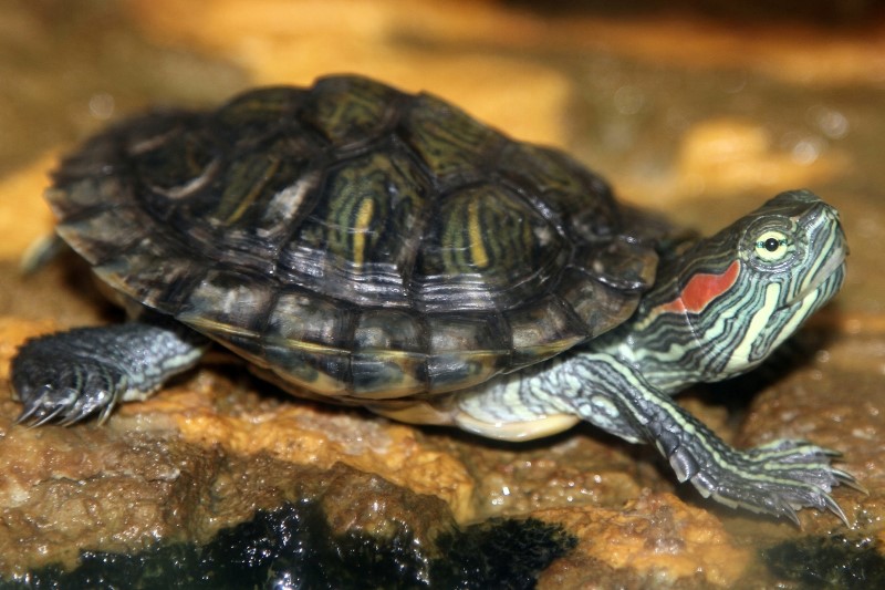 Hevesle alınıp bakılamayınca terk edilen yavru ve hasta kaplumbağa Sea Life Akvaryum yetkilileri tarafından hemen akvaryumdaki kaplumbağa hastanesine getirildi.