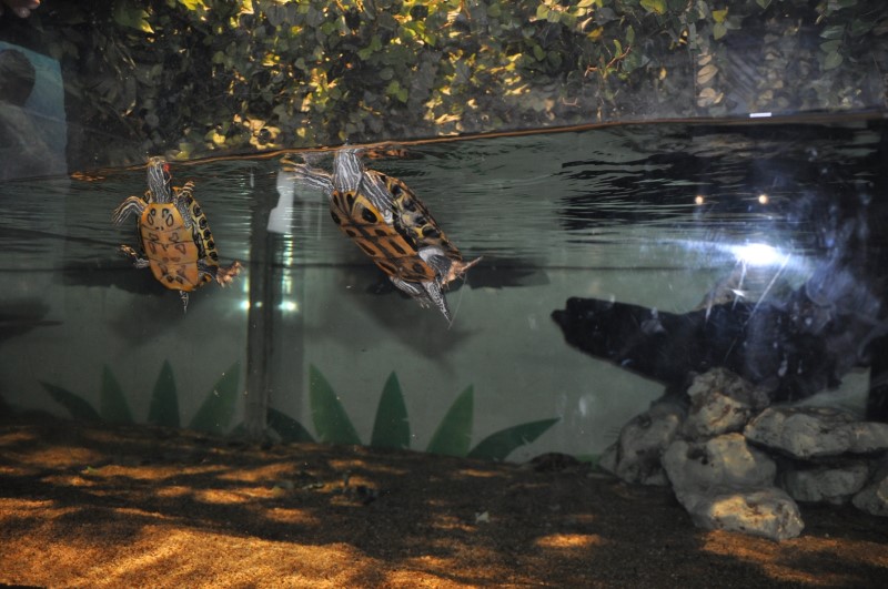 Sea Life Akvaryum sadece İstanbul'da 4 tüm dünyada 194 tane nesli tükenmek üzere olan yaralı deniz kaplumbağasını iyileştirip denizlere geri saldı. Aynı zamanda köpekbalıklarının kontrolsüzce avlanmaması ve köpekbalığı yüzgeç ticaretinin de son bulması için de çalışmalar gerçekleştiriyor.