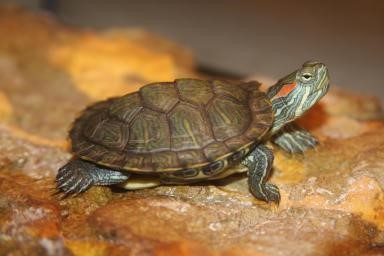 Genellikle pet shop'lardan alınan ve cinsi 'Kırmızı Yanaklı Kaplumbağa' olan bu yavru, ilk bulunduğunda gözlerini zar zor açıyordu ve vücudunda onu hasta eden mantar ve benzeri yaralar vardı.
