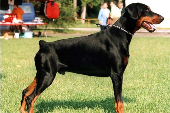İnsanları parmak izinden, köpekleri ise burun izinden tanımak mümkündür.