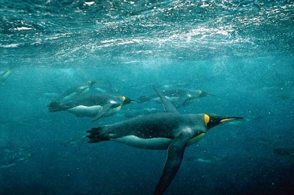 Kral penguenler 535 metre derinliğe dalabilirler.