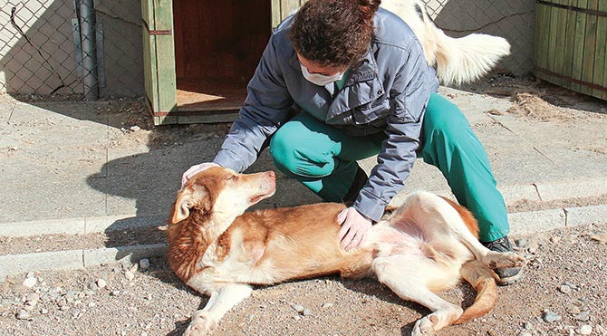 Engelli ve yaşlı köpekler de emin ellerde